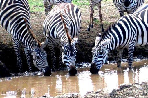 Lake-Manyara,-Tanzania | Chirag Virani | Hetal Virani