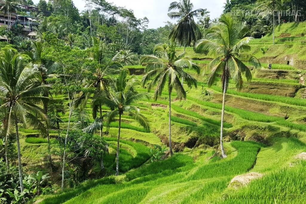 Ubud, Bali, Indonesia