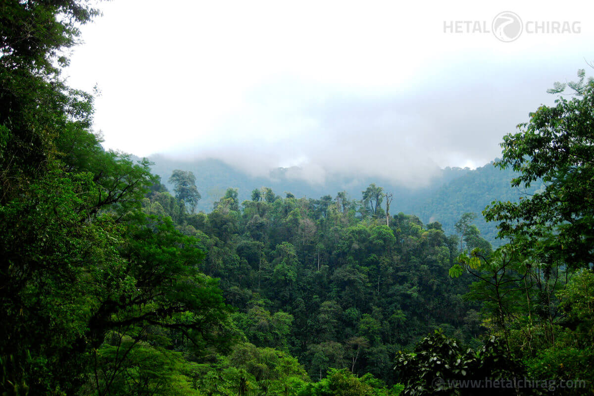 Costa Rica Rainforest | Chirag Virani | Hetal Virani