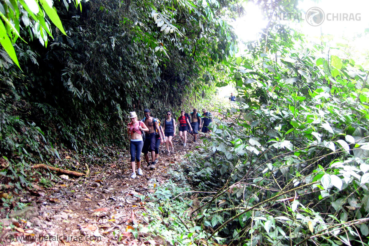 Rain Forest, Brujo, Costa-Rica | Chirag Virani | Hetal Virani