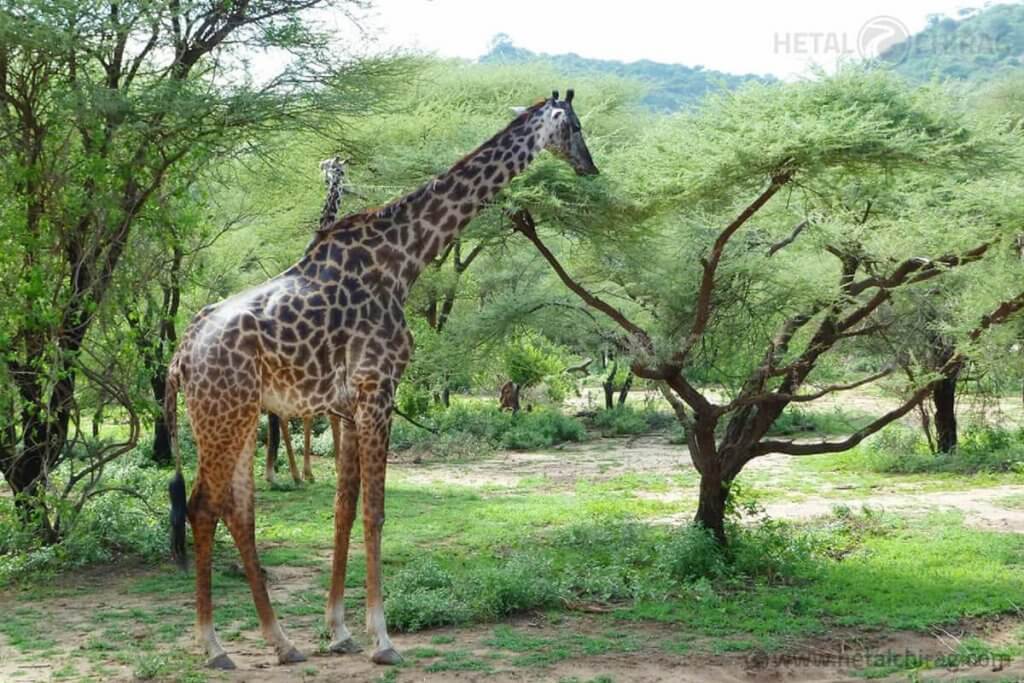 Naivasha,-Kenya | Chirag Virani | Hetal Virani